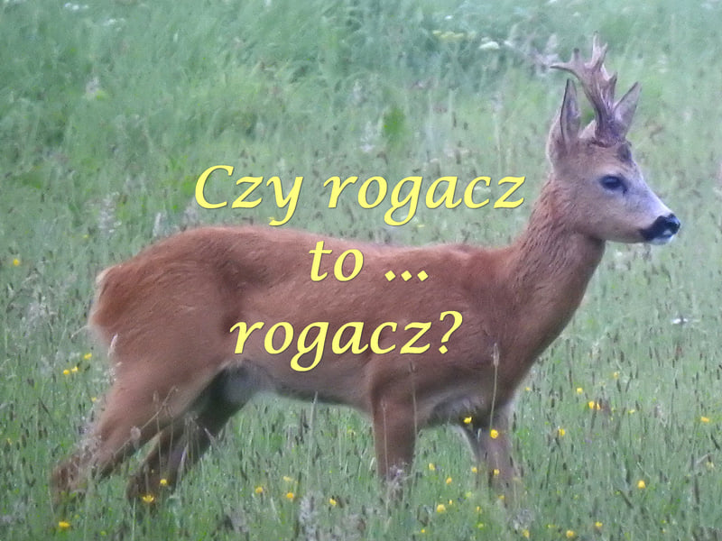 Czy_rogacz_to_rogacz